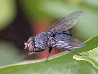 Stubenfliege (Musca domestica) 01